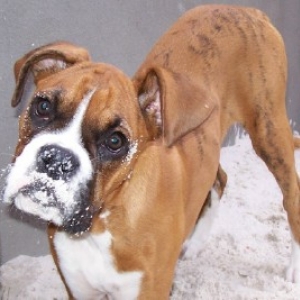 mambo