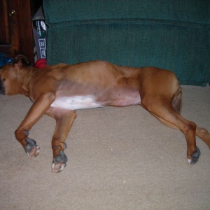 Boxer #3