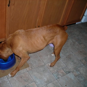 Boxer #3