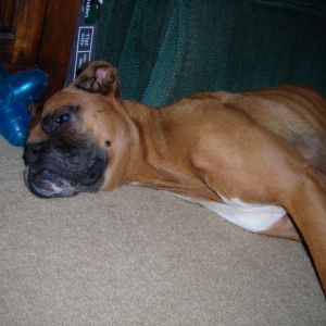 Boxer #3
