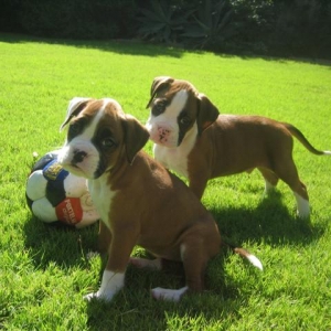 Dozer & Indy's first soccer try out!