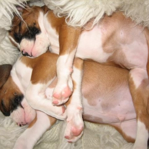 Our New Babies @ 7 weeks