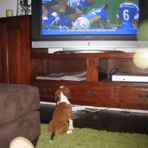Dozer keeping an eye on the Rugby Score!!