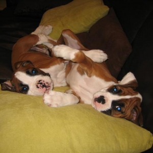 Dozer & Indy Kicking back on the couch