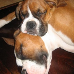 Dozer & Playmate Mambo