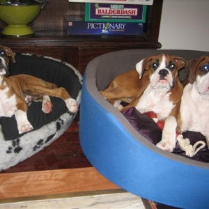 Sleepover's with their mate Mambo