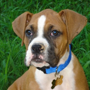 Bailey