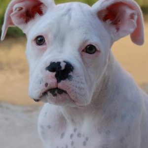 Miss Daisy