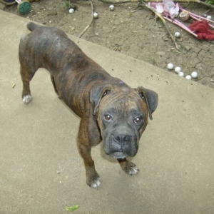 Roxy