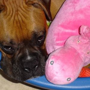Hippo et moi