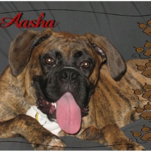 Aasha
