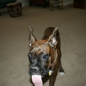 clare_funny_ears_041307
