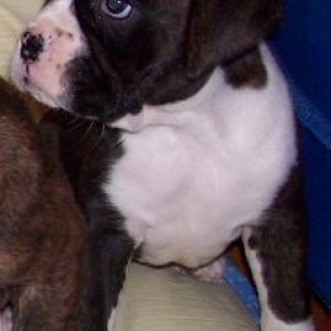 gracie5