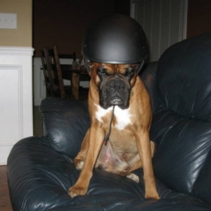 Harley_II