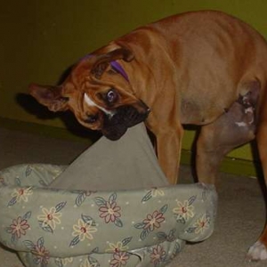 jack_shaking_her_old_bed