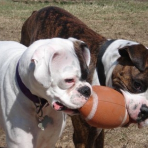 dogsFootball