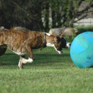 bad_ball2