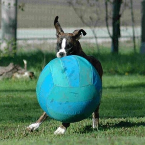 fred_big_ball