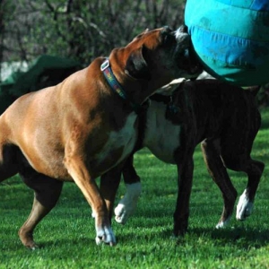 Lucy_ball