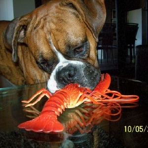 mambo_the_lobster