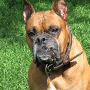 Bud_5_5ans