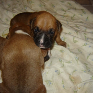 Chelsea_1_May_8_2008