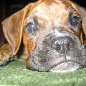 floppy_ears