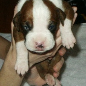Riley-2wks