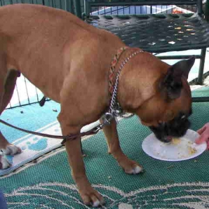 Jessie_eating_cake