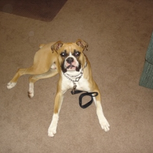 Rocky_posing