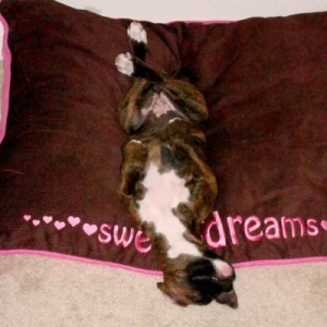 Roxysleeping2