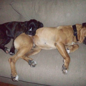 Pooped_out_after_playtime