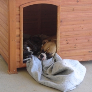 Rocky_and_Duke_in_one_house