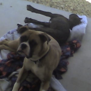 Rocky_and_Duke_laying_togehter