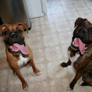 tongues2