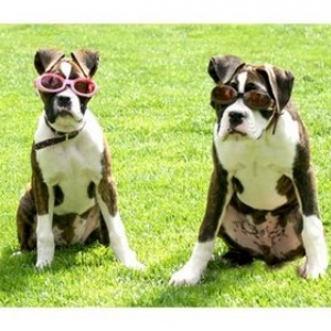 doggles-2-for-web