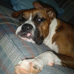 bella_couch