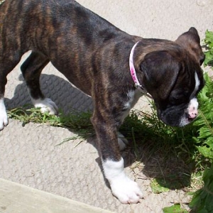 sniff