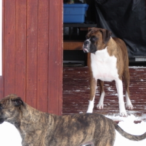 lady_and_buster