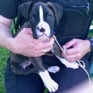 Police_Puppy