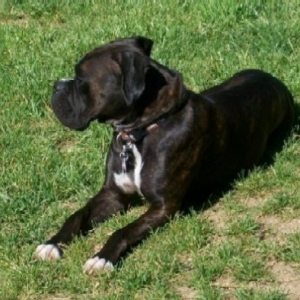 bentley_71