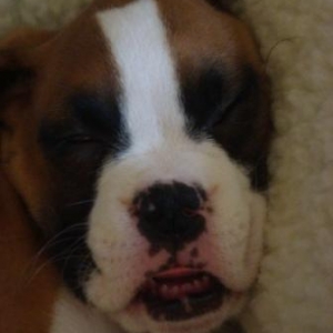 Lucy_and_randoms_157