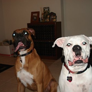 newCollars