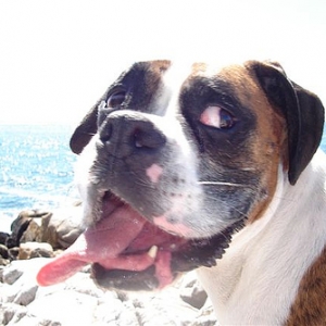 crazydog
