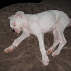 Scarlett_7-2-08_004