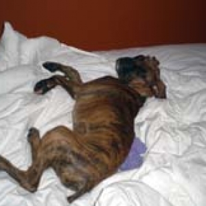 bed