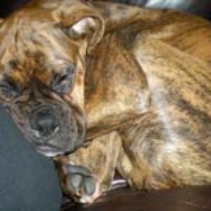 curled up