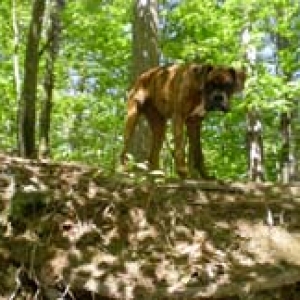 wilderness pup
