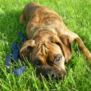 grass