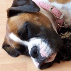 Dog tired!!
